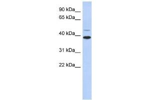 RNF121 antibody used at 1 ug/ml to detect target protein. (RNF121 抗体  (Middle Region))