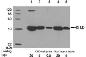 Detection antibody: 1 µg/mL Anti-beta-Actin [HRP] Monoclonal Antibody (Mouse) (ABIN396861) The signal was developed with LumiSensor HRP Substrate Kit (ABIN769939) . (beta Actin 抗体  (HRP))
