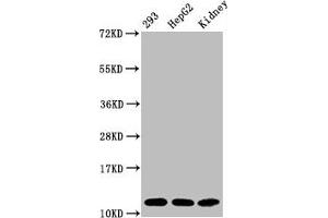 Western Blot Positive WB detected in:293 whole cell lysate, HepG2 whole cell lysate, Mouse kidney tissue All lanes:Acetyl-Histone H4 (K16) antibody at 1. (Recombinant HIST1H4A 抗体  (acLys16))