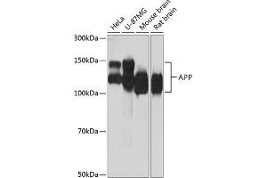 Western blot analysis of extracts of various cell lines, using APP antibody (ABIN7265575) at 1:1000 dilution. (APP 抗体)