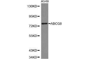 Western blot analysis of extracts of A549 cell lines, using ABCG8 antibody. (ABCG8 抗体  (AA 1-320))