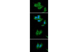 Immunofluorescence (IF) image for anti-Acyl-CoA Dehydrogenase, C-2 To C-3 Short Chain (Acads) (AA 25-412) antibody (ABIN5776017)