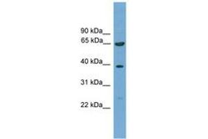 Image no. 1 for anti-Kelch-Like 20 (KLHL20) (AA 481-530) antibody (ABIN6745579) (KLHL20 抗体  (AA 481-530))
