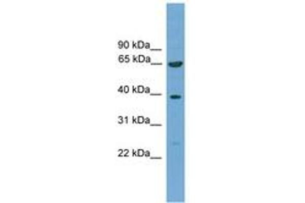 KLHL20 Antikörper  (AA 481-530)