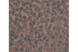 IHC-P analysis of Mouse Tissue, with DAB staining. (APOC3 抗体  (AA 21-99))