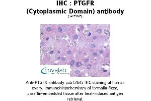 Image no. 1 for anti-Prostaglandin F Receptor (FP) (PTGFR) (2nd Cytoplasmic Domain) antibody (ABIN1738571) (PTGFR 抗体  (2nd Cytoplasmic Domain))