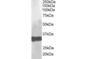 ABIN184791 (1µg/ml) staining of human liver lysate (35µg protein in RIPA buffer). (CLDN14 抗体  (C-Term))