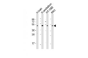 Western Blot at 1:2000 dilution Lane 1: human brain lysate Lane 2: human cerebellum lysate Lane 3: HT-1080 whole cell lysate Lane 4: K562 whole cell lysate Lysates/proteins at 20 ug per lane. (Dopamine d2 Receptor 抗体  (C-Term))
