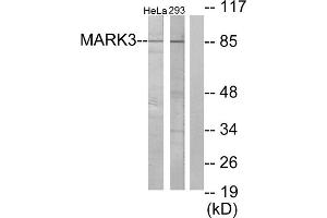 Western blot analysis of extracts from HeLa cells and 293 cells, using MARK3 antibody. (MARK3 抗体  (N-Term))
