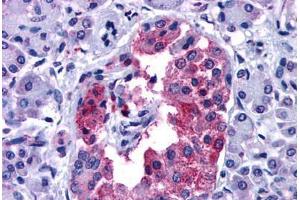 Anti-GIPR antibody  ABIN1048658 IHC staining of human pancreas. (GIPR 抗体  (N-Term))