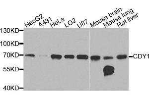 Western blot analysis of extracts of various cell lines, using CDY1 antibody (ABIN6003586) at 1/1000 dilution. (CDY1 抗体)