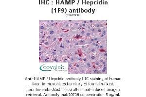 Image no. 2 for anti-Hepcidin Antimicrobial Peptide (HAMP) (AA 25-85), (full length) antibody (ABIN1723595) (Hepcidin 抗体  (full length))