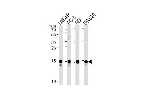 TCEAL1 Antibody (N-term) (ABIN1538827 and ABIN2849096) western blot analysis in LNCaP,PC-3,RD,S cell line lysates (35 μg/lane). (TCEAL1 抗体  (N-Term))