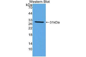 Western Blotting (WB) image for anti-Myxovirus Resistance Protein 1 (MX1) (AA 68-303) antibody (ABIN1980468) (MX1 抗体  (AA 68-303))