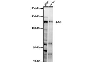 Western Blotting (WB) image for anti-Sirtuin 1 (SIRT1) (AA 448-747) antibody (ABIN6147784)