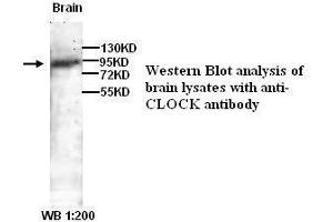 Image no. 1 for anti-Clock Homolog (Mouse) (CLOCK) antibody (ABIN790960) (CLOCK 抗体)