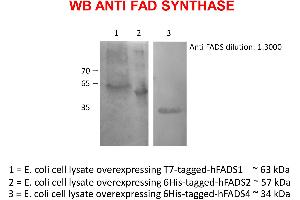 Western Blotting (WB) image for anti-FAD Synthetase antibody (ABIN5714637) (FAD Synthetase 抗体)