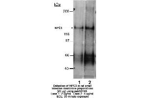 anti-Niemann-Pick Type C1 Like-1 (Internal Region) antibody
