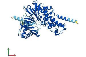 Protein Structure (PS) image for Glucokinase (Hexokinase 4) (GCK) (AA 1-465) protein (His tag) (ABIN7563420)