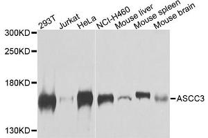 Western blot analysis of extracts of various cells, using ASCC3 antibody. (ASCC3 抗体)