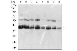 Western blot analysis using KHDRBS2 mouse mAb against K562 (1), HEK293 (2), NTERA-2 (3), Hela (4), HepG2 (5), Jurkat (6), A431 (7), NIH/3T3 (8) cell lysate.