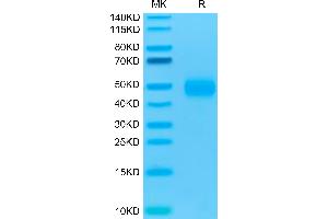 Biotinylated Human CD47 on Tris-Bis PAGE under reduced condition.