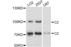 Western blot analysis of extracts of various cell lines, using C2 Antibody (ABIN5997334) at 1/1000 dilution. (Complement C2 抗体)