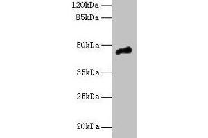 Western blot All lanes: CASQ1 antibody at 5 μg/mL + Mouse brain tissue Secondary Goat polyclonal to rabbit IgG at 1/10000 dilution Predicted band size: 46 kDa Observed band size: 46 kDa (Calsequestrin 抗体  (AA 127-396))