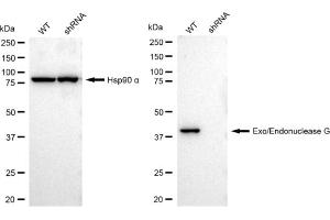 Western blotting analysis using Exo/endonuclease G antibody (ABIN7798438). (Recombinant EXOG 抗体)