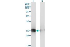 Western Blot analysis of MSC expression in transfected 293T cell line by MSC monoclonal antibody (M05), clone 4D7. (Musculin 抗体  (AA 1-100))