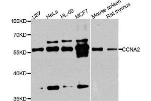 Western blot analysis of extracts of various cell lines, using CCNA2 antibody. (Cyclin A 抗体)
