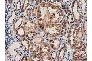 Image no. 9 for anti-Pyrroline-5-Carboxylate Reductase 3 (PYCRL) antibody (ABIN1500522)