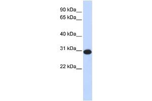 WB Suggested Anti-CAMLG Antibody Titration:  0.