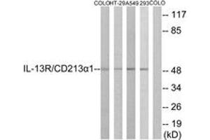 Western blot analysis of extracts from COLO/HT-29/A549/293 cells, using IL-13R/CD213 alpha1 (Ab-405) Antibody. (CD213alpha1 (AA 371-420) 抗体)
