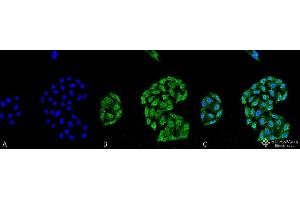 Immunocytochemistry/Immunofluorescence analysis using Mouse Anti-HSP70 Monoclonal Antibody, Clone 5A5 . (HSP70 抗体  (Atto 488))