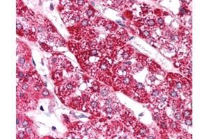 Anti-EIF4G2 antibody IHC of human adrenal. (EIF4G2 抗体  (AA 766-815))