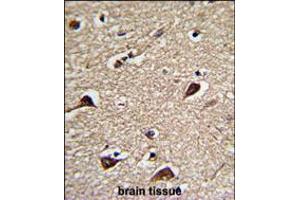 Formalin-fixed and paraffin-embedded human brain tissue reacted with PGLS Antibody , which was peroxidase-conjugated to the secondary antibody, followed by DAB staining. (PGLS 抗体  (C-Term))