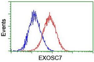 Flow cytometric Analysis of Hela cells, using anti-EXOSC7 antibody (ABIN2455520), (Red), compared to a nonspecific negative control antibody, (Blue). (EXOSC7 抗体)