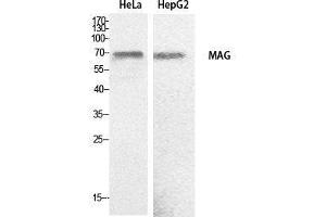 Western Blot (WB) analysis of HeLa, HepG2 cells using MAG Polyclonal Antibody. (MAG 抗体  (Internal Region))