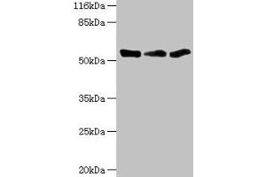 Western blot All lanes: TFCP2 antibody at 1. (TFCP2 抗体  (AA 1-280))