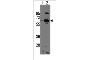 Image no. 1 for anti-Poly (ADP-Ribose) Polymerase Family, Member 6 (PARP6) (C-Term) antibody (ABIN358805) (PARP6 抗体  (C-Term))