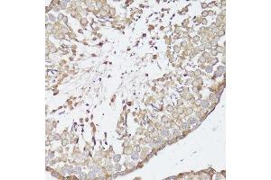 Immunohistochemistry of paraffin-embedded rat testis using OPRK1 antibody. (OPRK1 抗体  (C-Term))