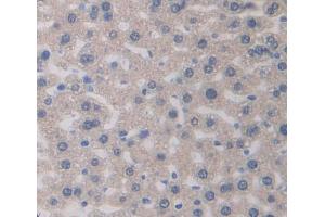 IHC-P analysis of Mouse Tissue, with DAB staining. (PEDF 抗体  (AA 19-389))