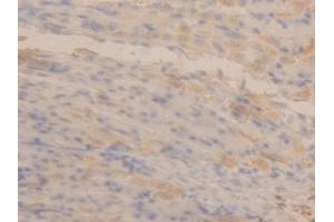 Detection of APOA4 in Mouse Stomach Tissue using Polyclonal Antibody to Apolipoprotein A4 (APOA4) (APOA4 抗体  (AA 135-281))
