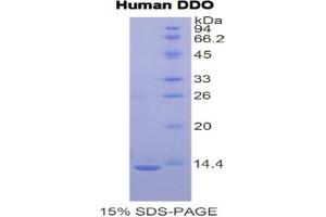 SDS-PAGE of Protein Standard from the Kit (Highly purified E. (DDO ELISA 试剂盒)