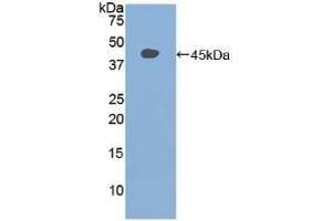 Western Blotting (WB) image for anti-Signal Transducer and Activator of Transcription 3 (Acute-Phase Response Factor) (STAT3) (AA 656-768) antibody (ABIN7443812)