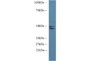IDO 抗体  (AA 2-403)