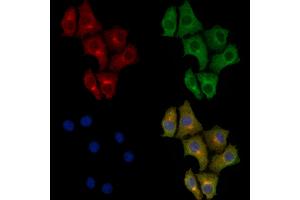ABIN6259275 and ABIN6273382 staining HepG2 cells by IF/ICC.