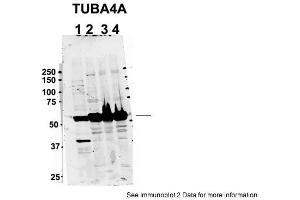 Sample Type: 1. (TUBA4A 抗体  (Middle Region))