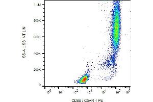 Flow cytometry analysis (surface staining) of human peripheral blood using anti-CD88 (clone S5/1) PE. (C5AR1 抗体  (AA 15-27) (PE))
